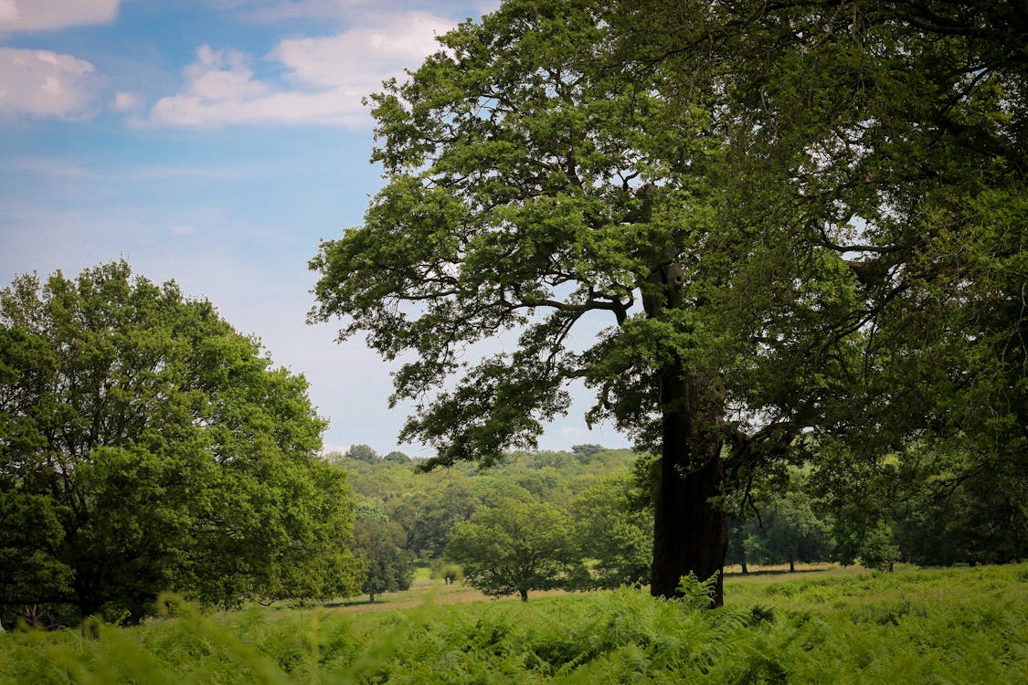 Free stock photo of richmond park