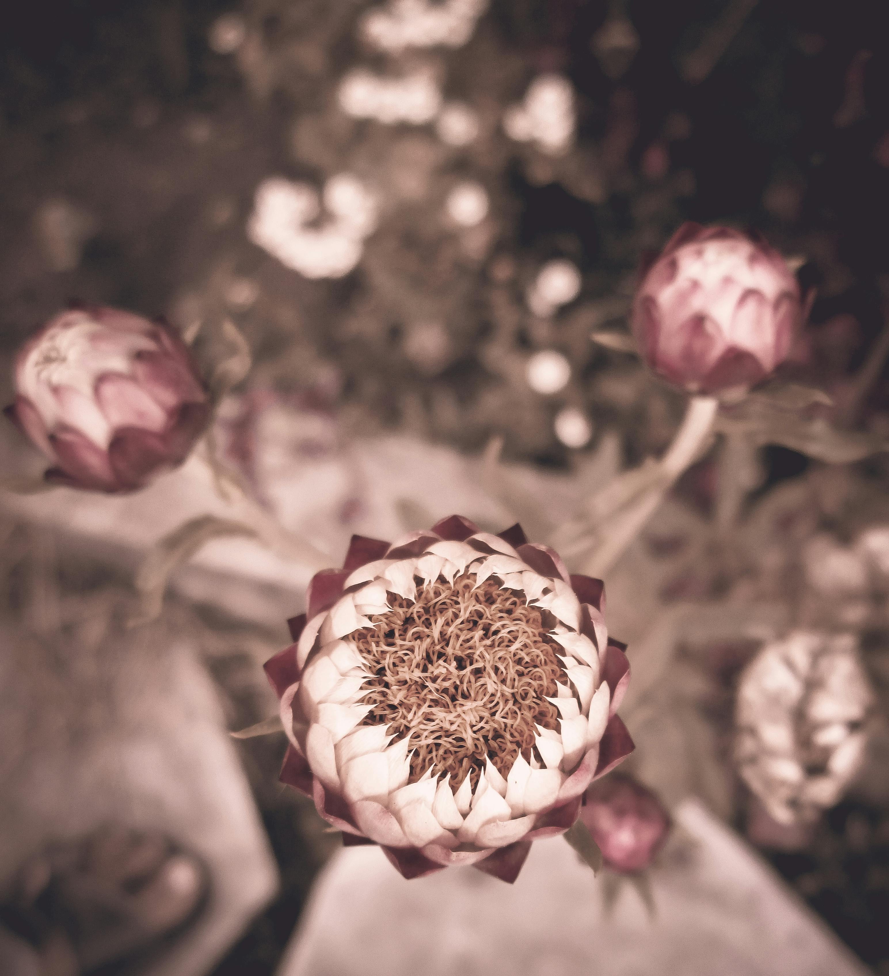 Free stock photo of android wallpaper, flower wallpaper, vintage