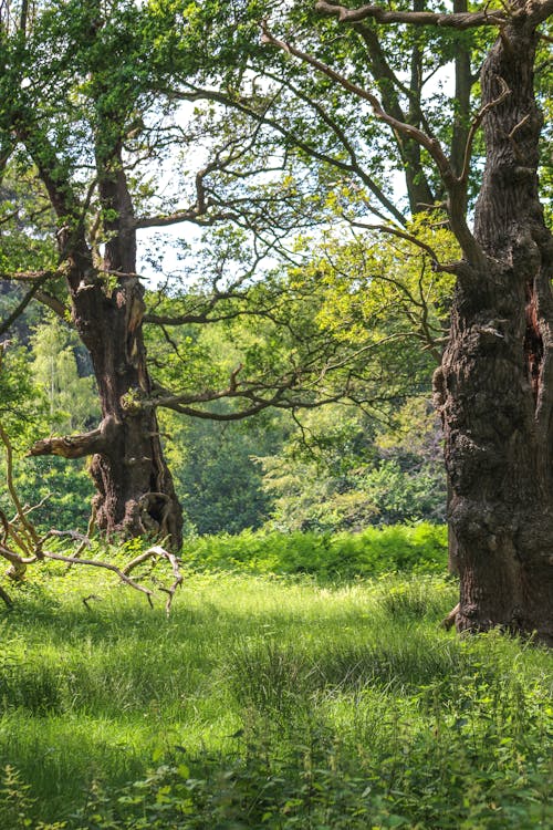 Free stock photo of richmond park