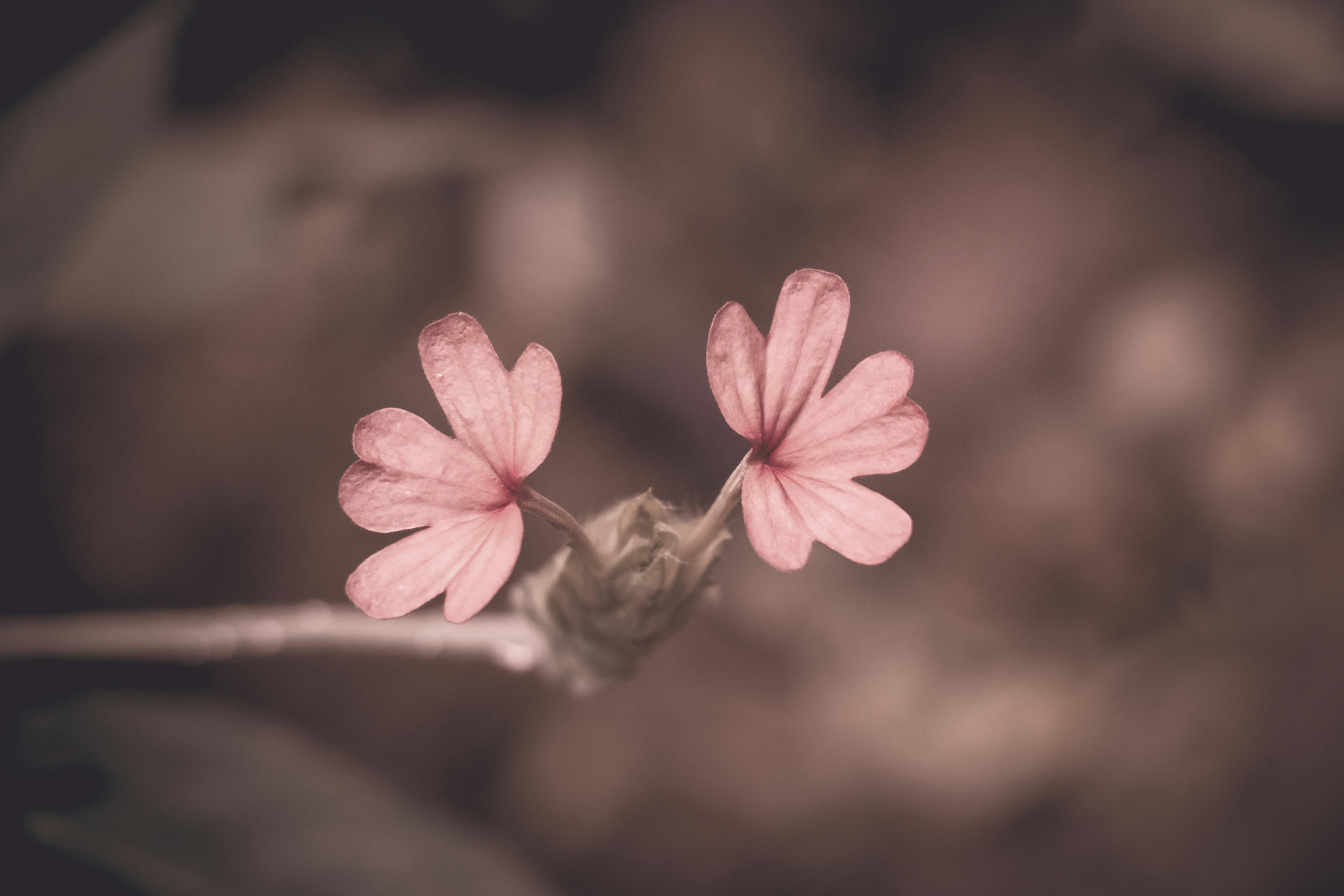 Free Stock Photo Of Beautiful Flower Desktop Wallpaper Flower