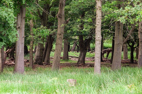 Free stock photo of richmond park