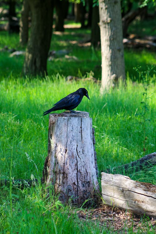 Free stock photo of richmond park