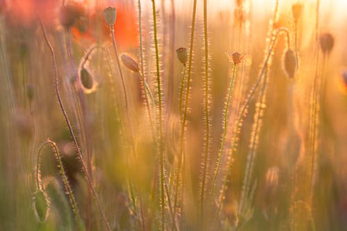 Close-up of Poppy Buds on the Field at Sunset 