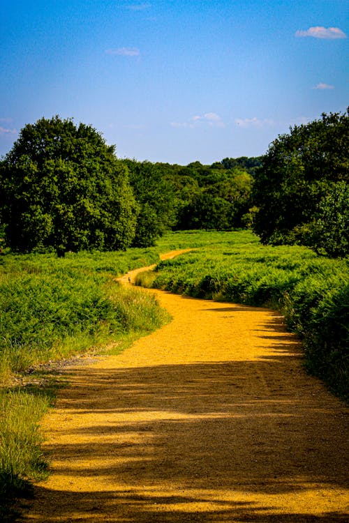 Free stock photo of richmond park