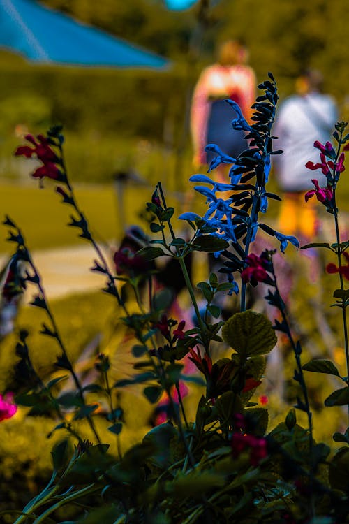 Free stock photo of richmond park