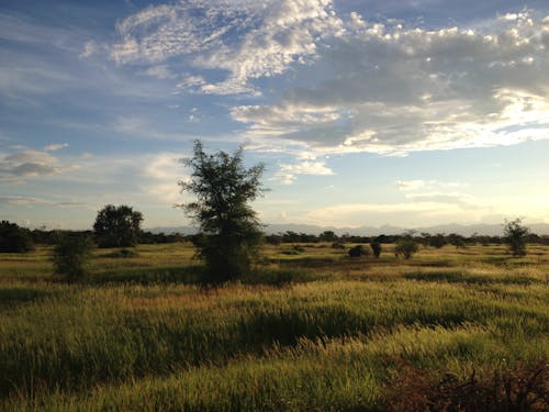 Green Field in Countryside on Sunset