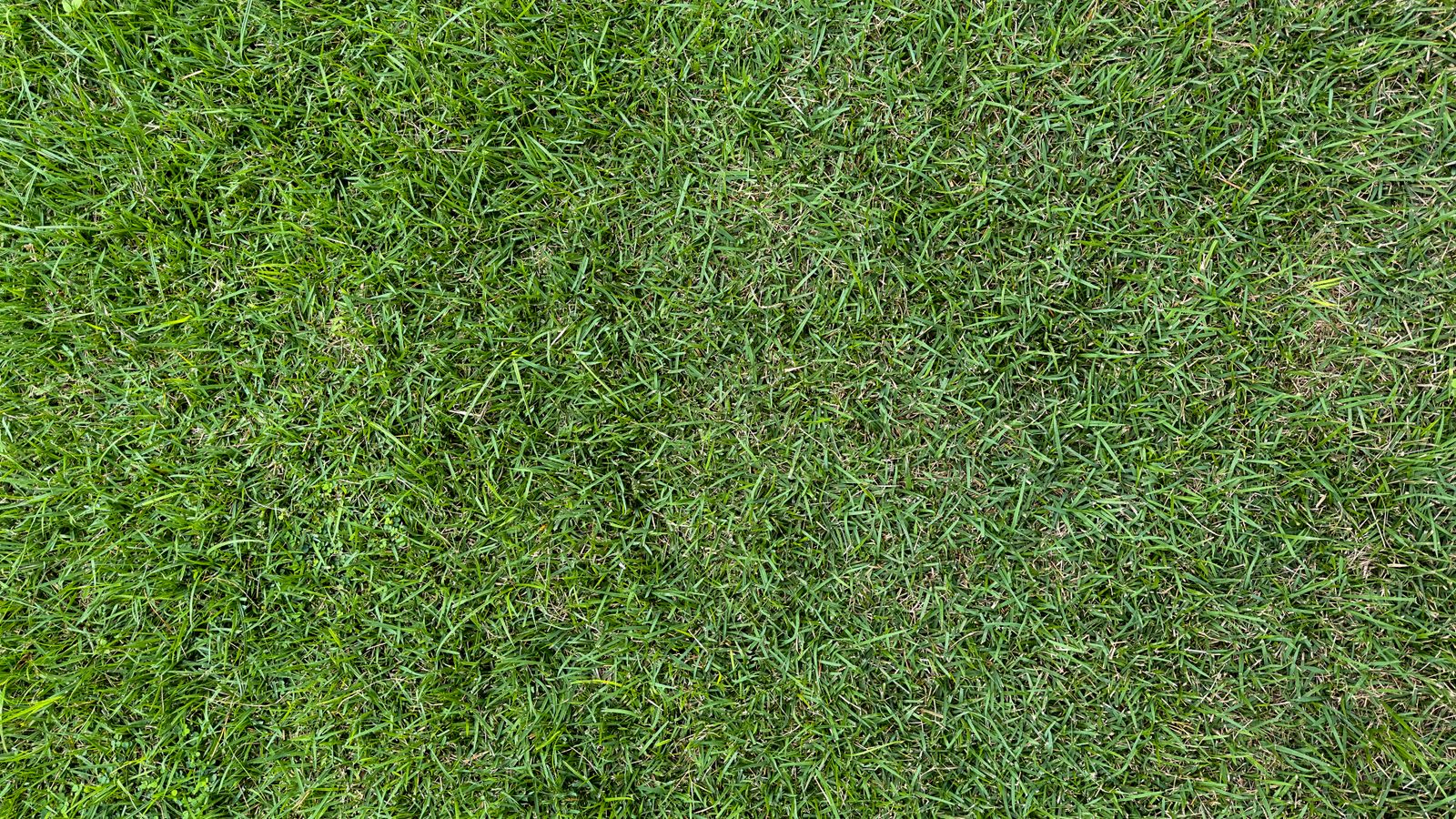 Thick, healthy green lawn after care