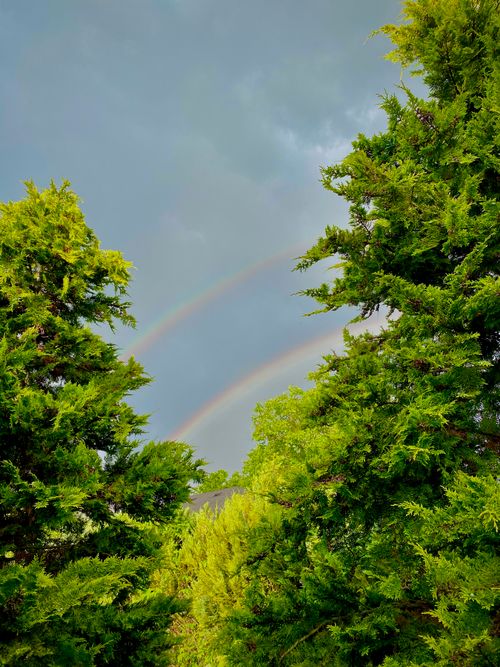 Free A breathtaking view of a double rainbow emerging over dense forest greenery under an overcast sky. Stock Photo