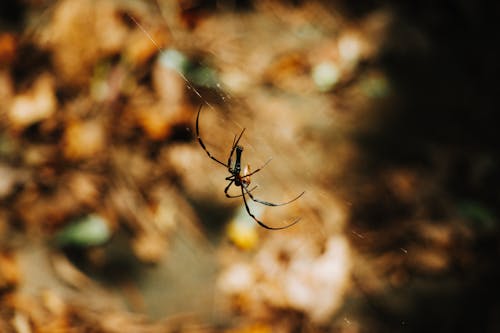 Close-up of Spider on Spiderweb in Nature