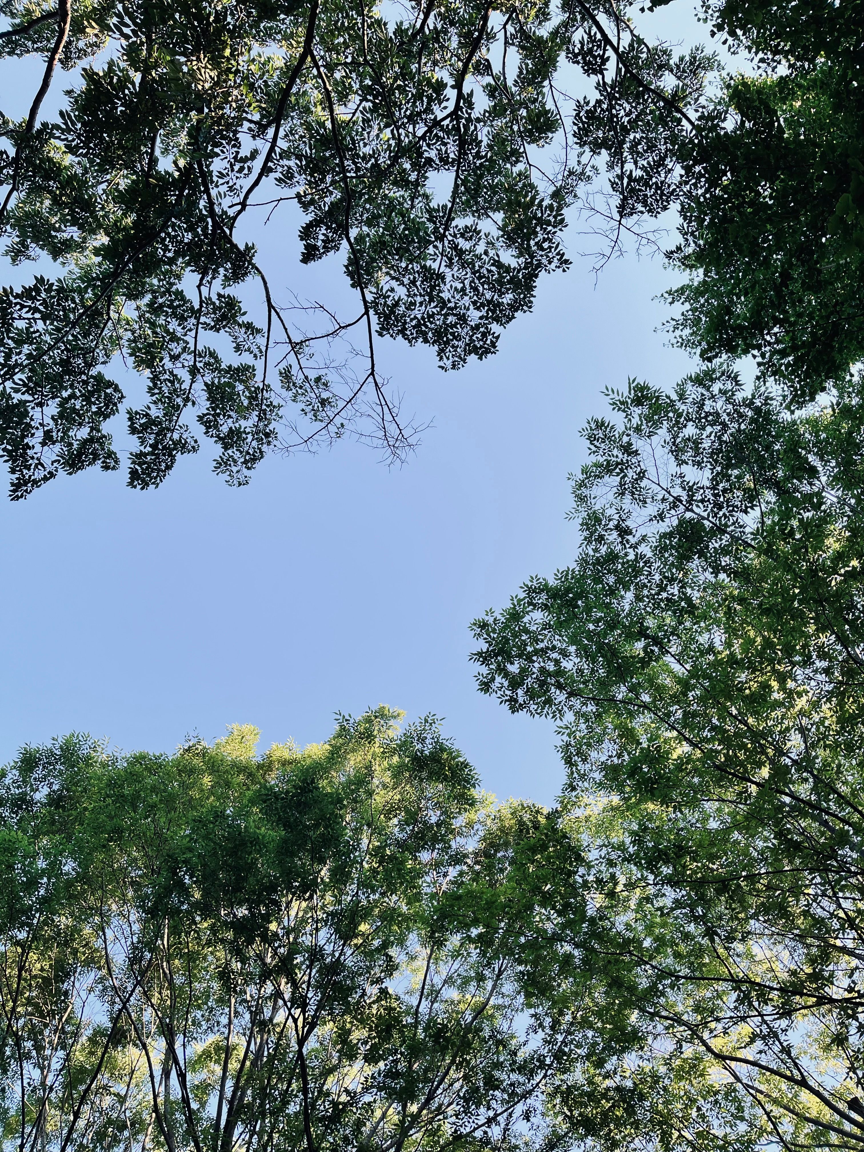 Clear Sky over Trees Crowns · Free Stock Photo