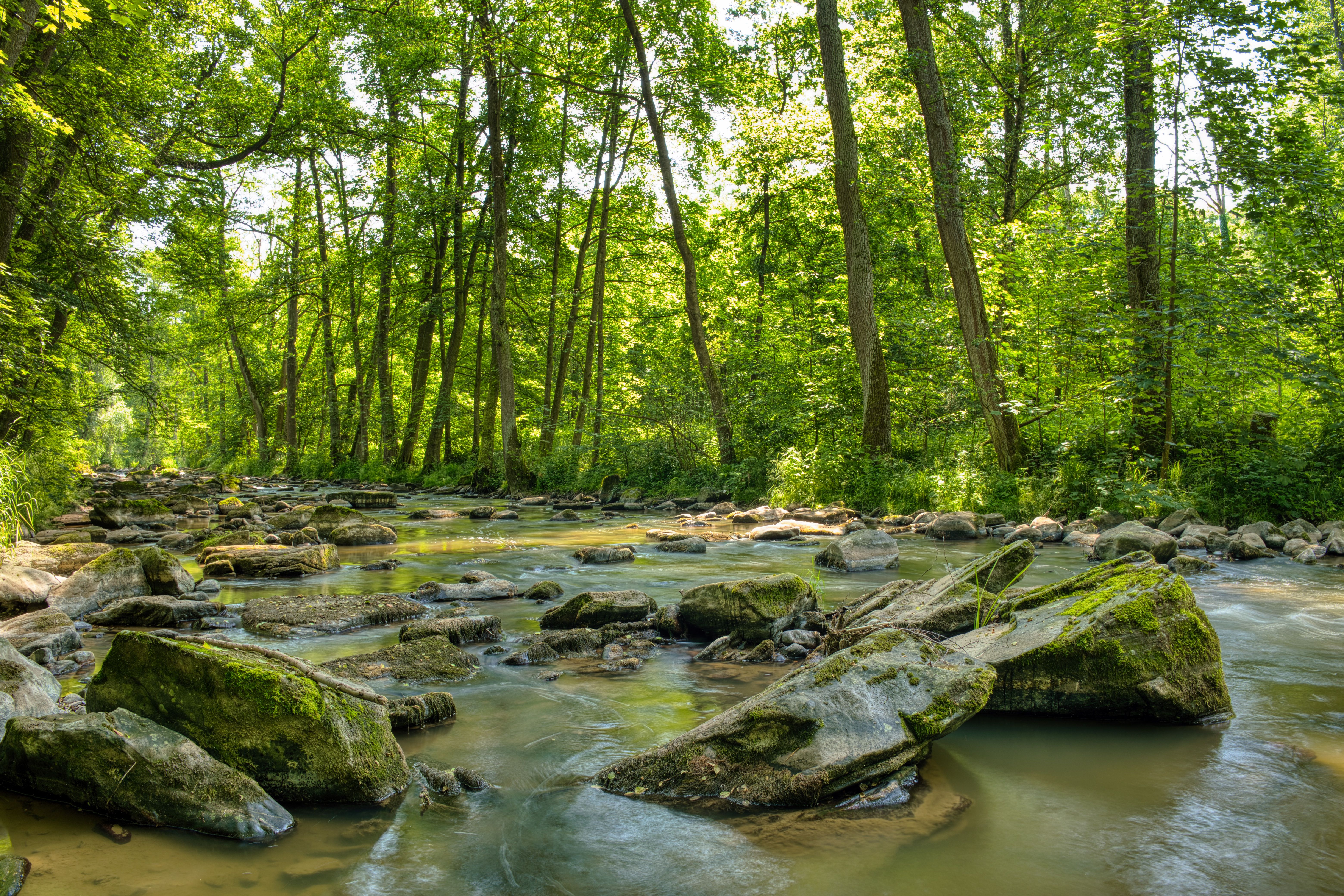 Rocks on River in Forest · Free Stock Photo