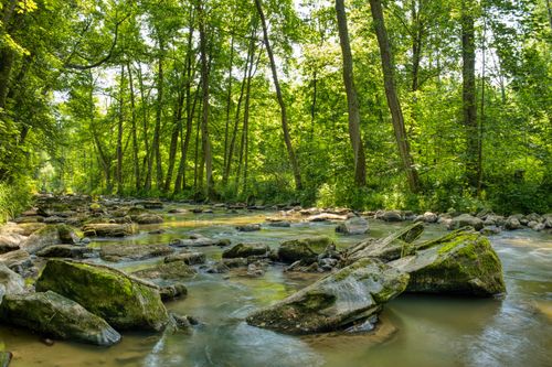 Free Serene forest stream with lush greenery and rocks in Ronov nad Doubravou, Czechia. Stock Photo