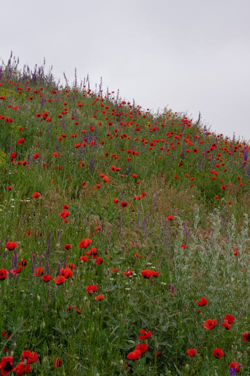 Wild Poppy Flowers on a Hill 