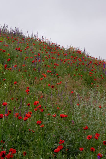 Vibrant poppy flowers bloom on a lush green hillside under overcast skies.