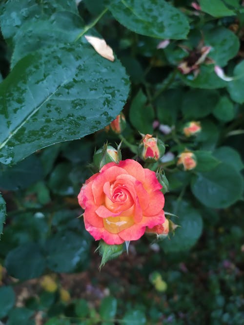 Foto stok gratis basah, berwarna merah muda, Daun-daun