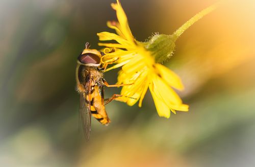 Free Close-up of a hoverfly on a yellow flower during summer, highlighting pollination in nature. Stock Photo