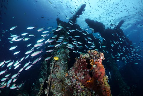 Photos gratuites de animaux, aquatique, contre-plongée