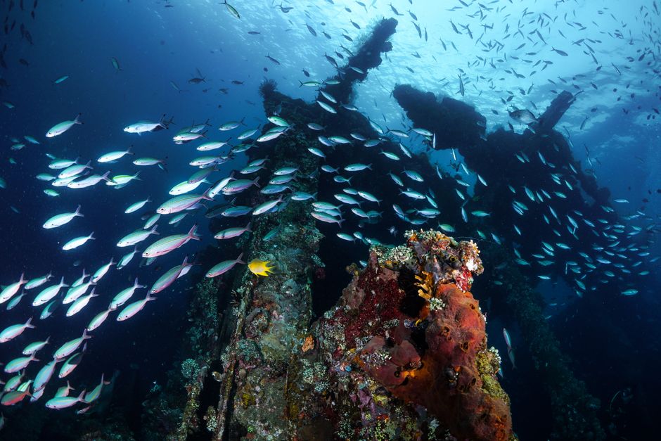 A vibrant underwater view of coral fish swimming near a shipwreck in Bali, Indonesia. - 5 Best Snorkeling Spots in Barbados: Sea Turtles & Wrecks (2026)