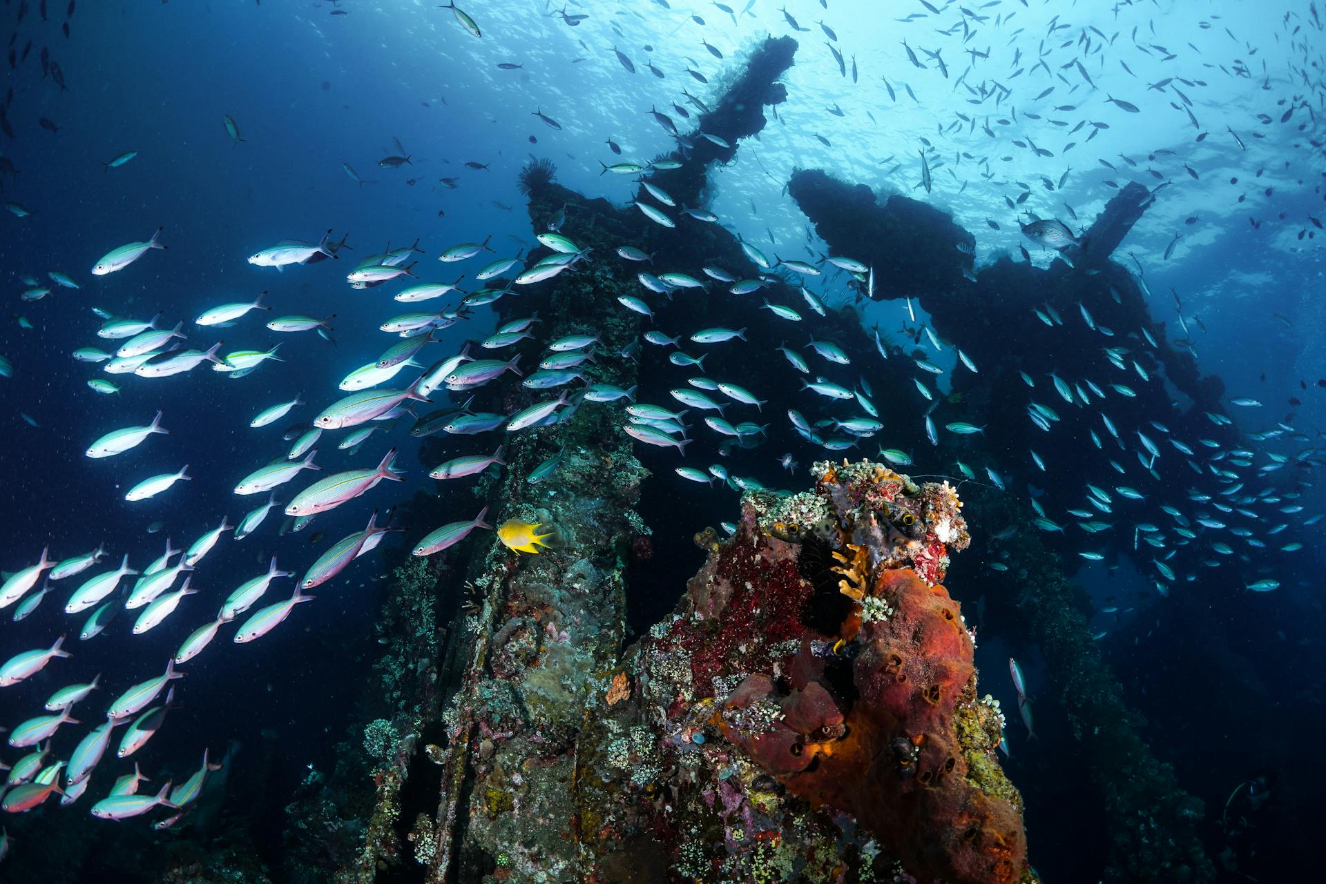 A vibrant underwater view of coral fish swimming near a shipwreck in Bali, Indonesia.