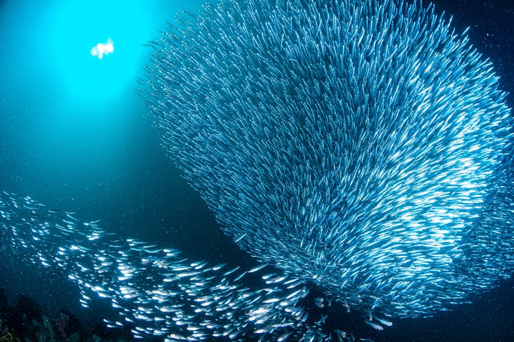 Close Up Of School Of Fish