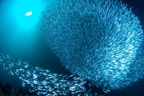 Free Thriving marine life with a school of fish swimming in Malaysian waters. Captivating underwater view. Stock Photo