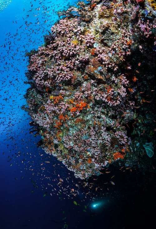 Immagine gratuita di acqua, corallo, mare