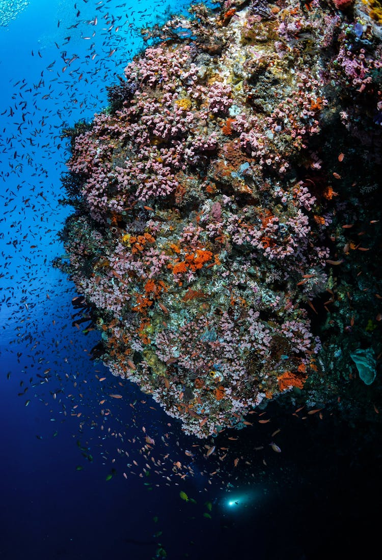 School Of Fish And Coral Underwater