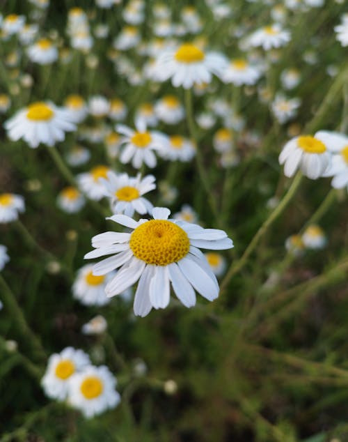 Бесплатное стоковое фото с безмятежный цветочный дисплей, белые цветы, ботанические чудеса