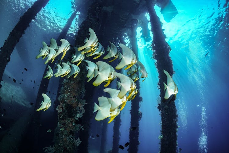 Batfish School Underwater