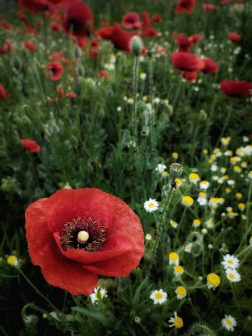 Бесплатное стоковое фото с безмятежный цветочный дисплей, белые цветы, ботанические чудеса