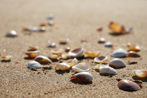 無料 砂の上の貝殻の選択的焦点写真 写真素材