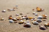 在阳光明媚的海滩上，散落着贝壳，特写捕捉自然美景