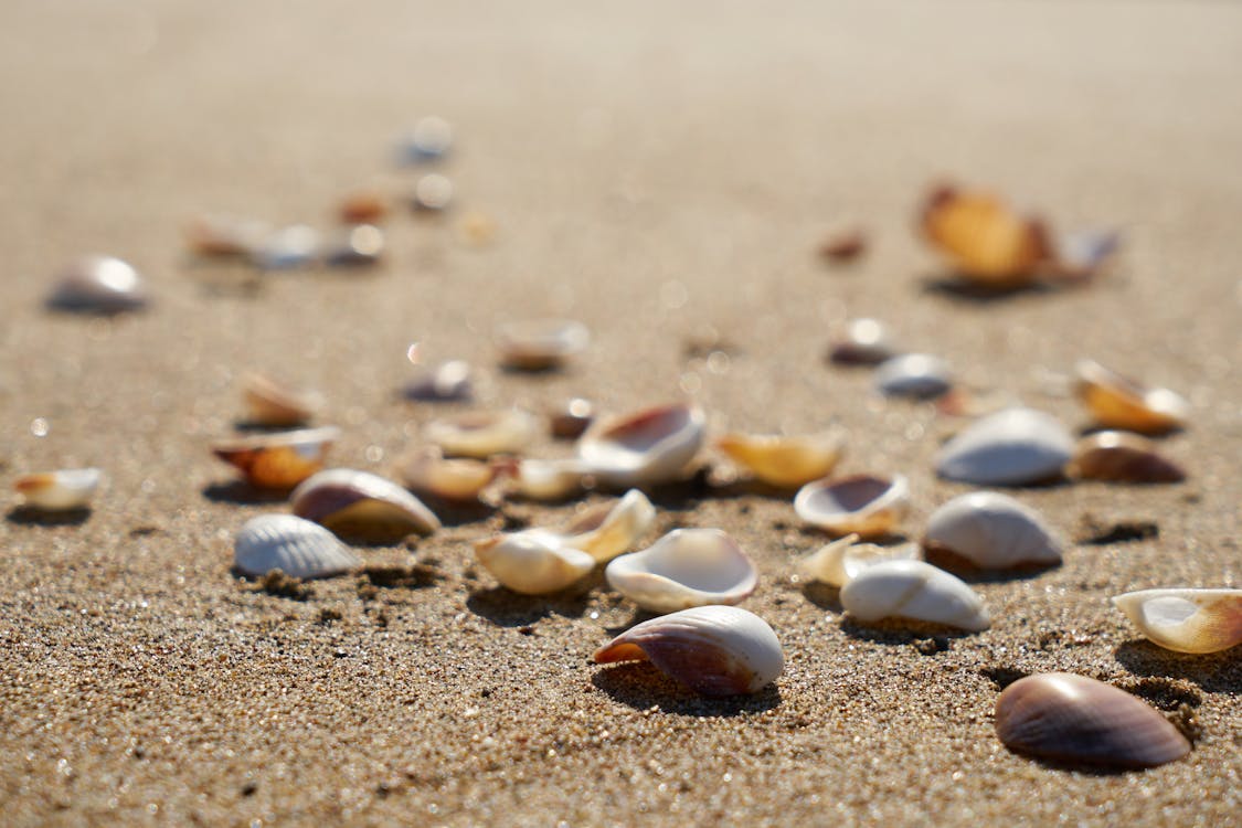 Free Selective Focus Photography of Shells on Sand Stock Photo