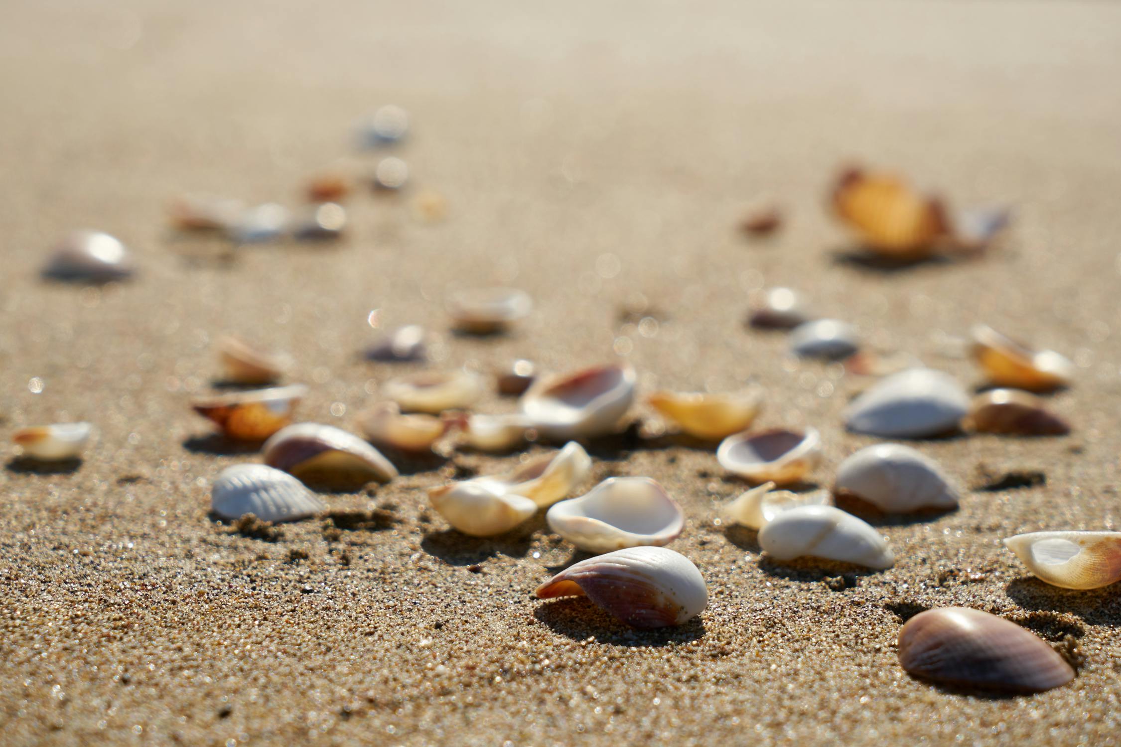 Selective Focus Photography of Shells on Sand · Free Stock Photo