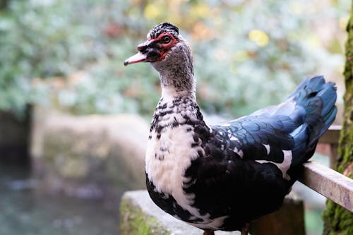 Close-Up Photo of Duck