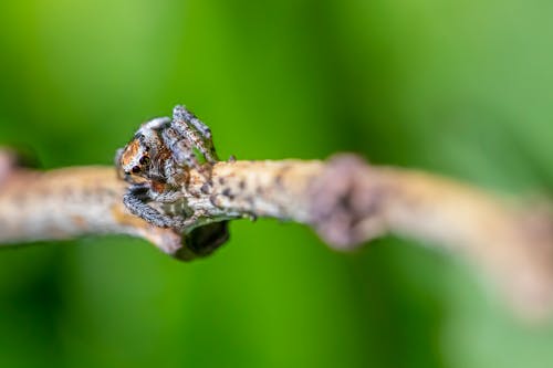 Close-Up Photo of a Evarcha Spider Crawling on a Twig