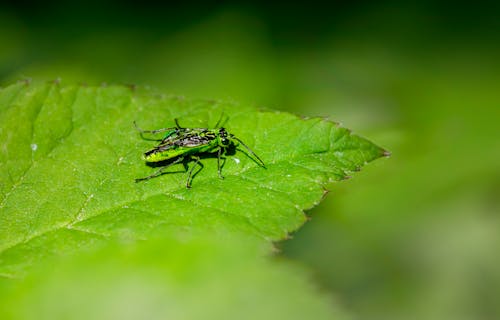 곤충, 녹색, 동물의 무료 스톡 사진