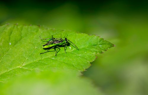 Free Close-up of a green insect sitting on a vibrant green leaf, showcasing nature's camouflage. Stock Photo