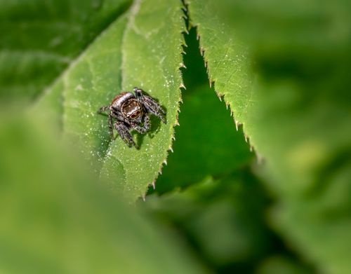 Free Detailed macro shot of a jumping spider perched on a green leaf in nature. Stock Photo