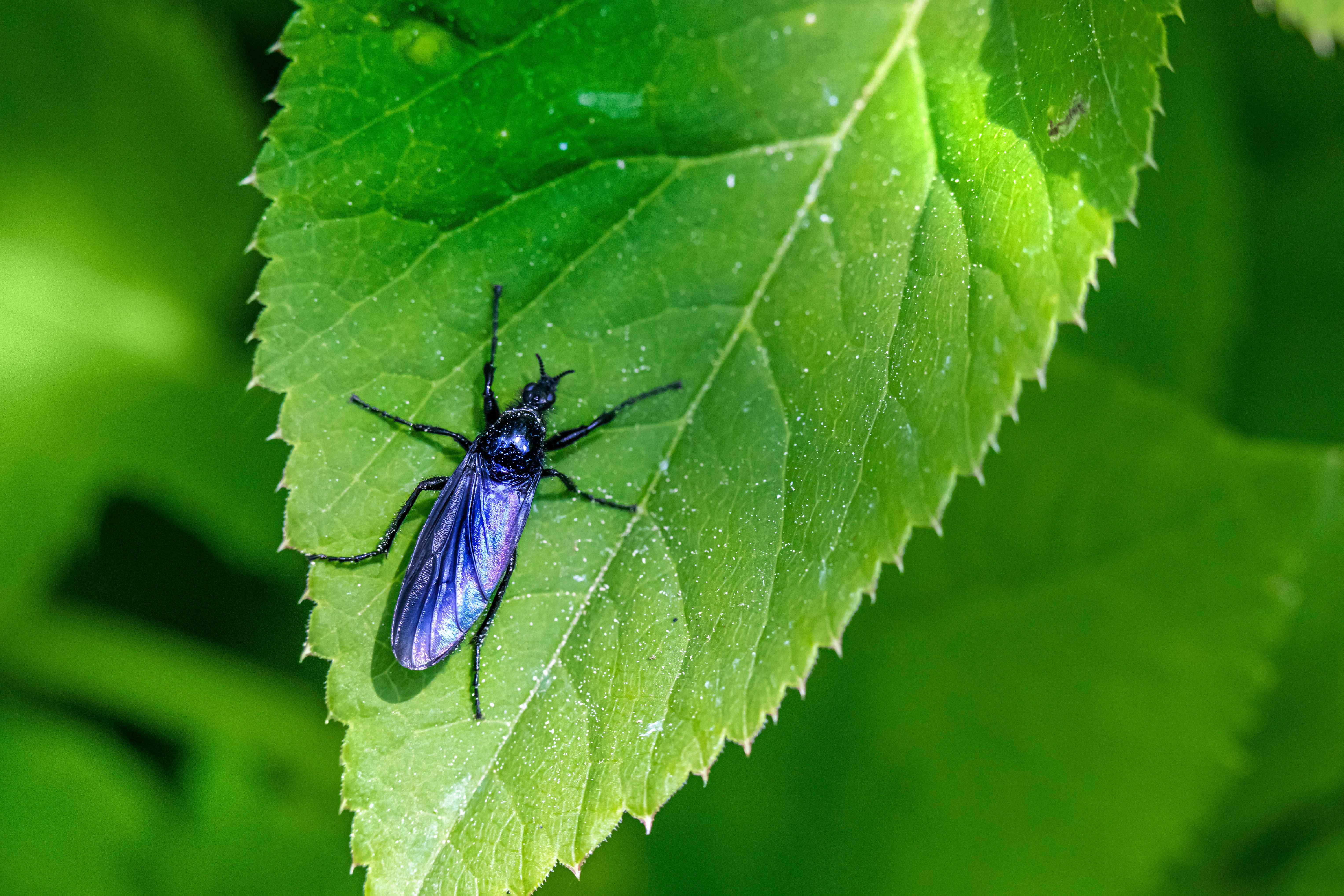 Close up of an Insect on a Leaf · Free Stock Photo