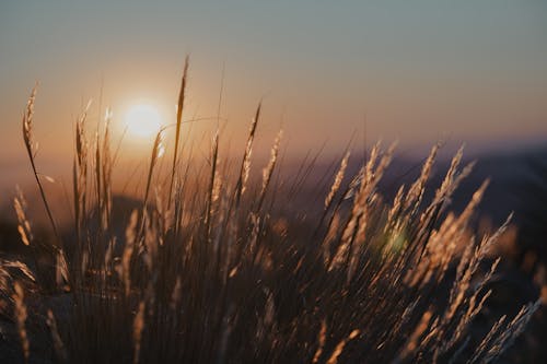 Безкоштовне стокове фото на тему «Вибірковий фокус, Захід сонця, зернові»