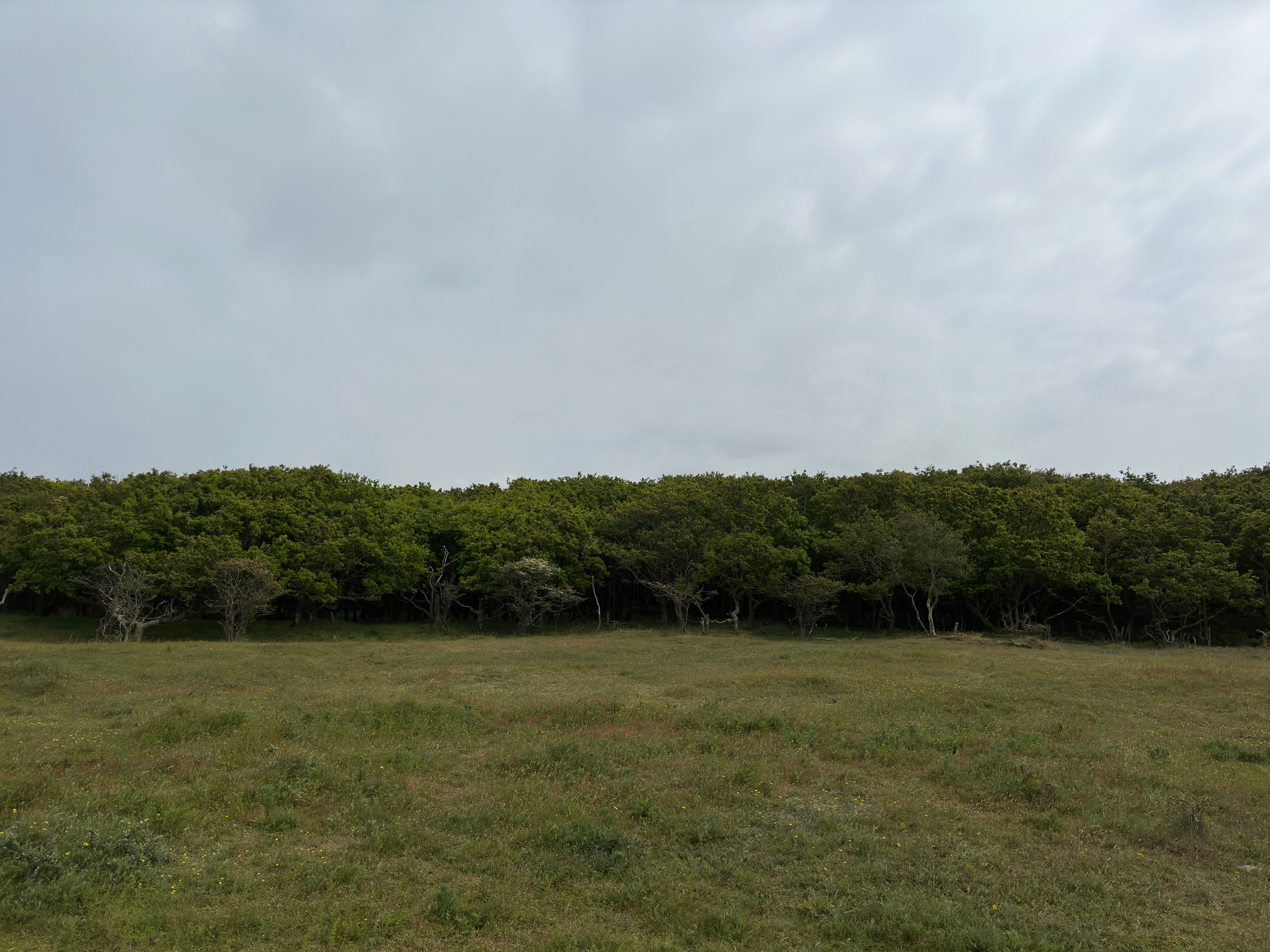 Peaceful view of a grassland bordered by lush trees under a cloudy sky in Oostkapelle, Netherlands.