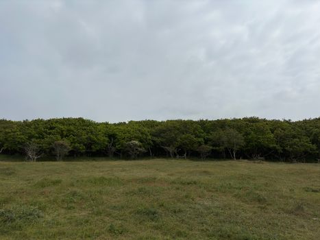 Peaceful view of a grassland bordered by lush trees under a cloudy sky in Oostkapelle, Netherlands.