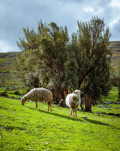 Sheep Grazing on a Pasture in Hills 