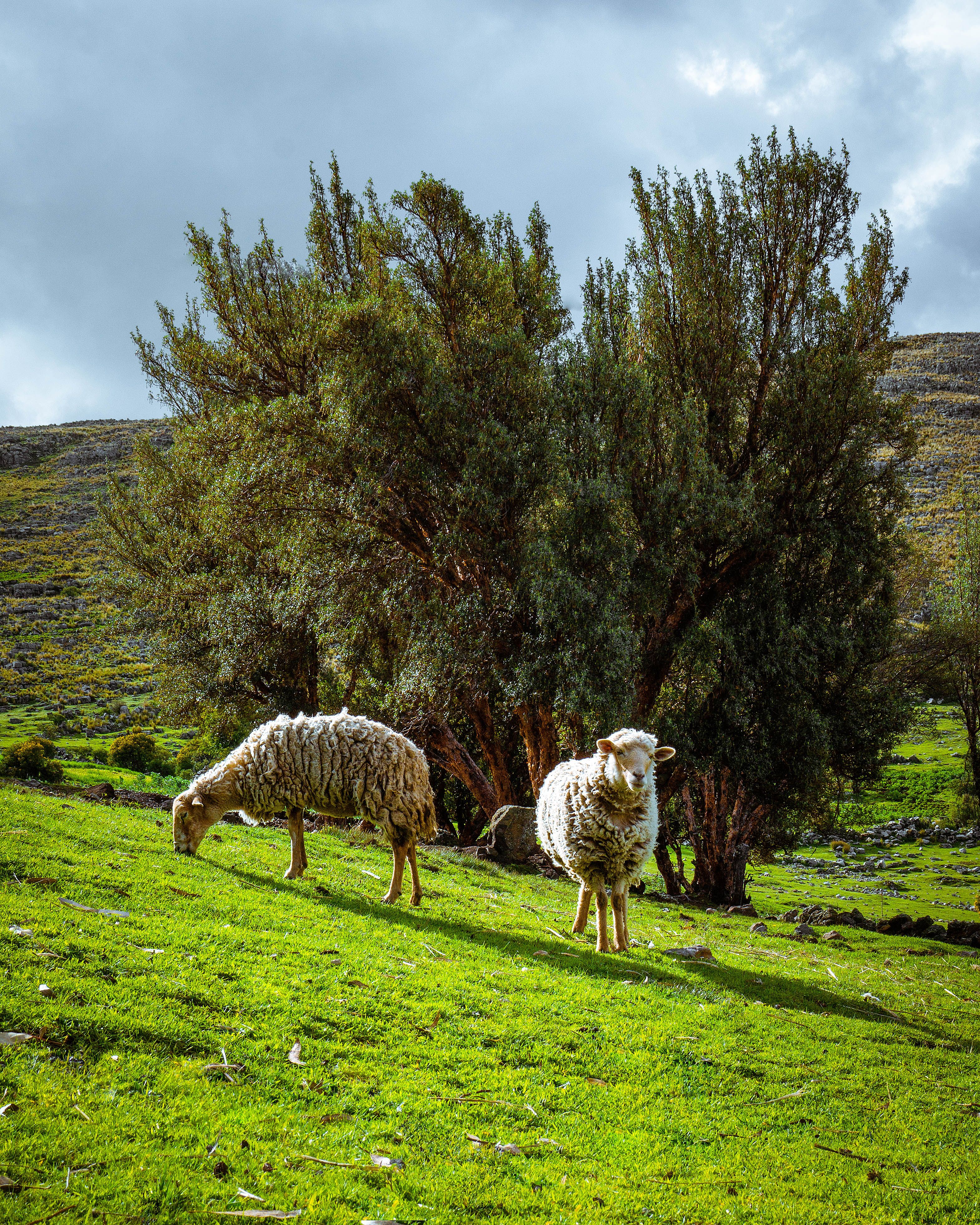 Sheep Grazing on a Pasture in Hills · Free Stock Photo