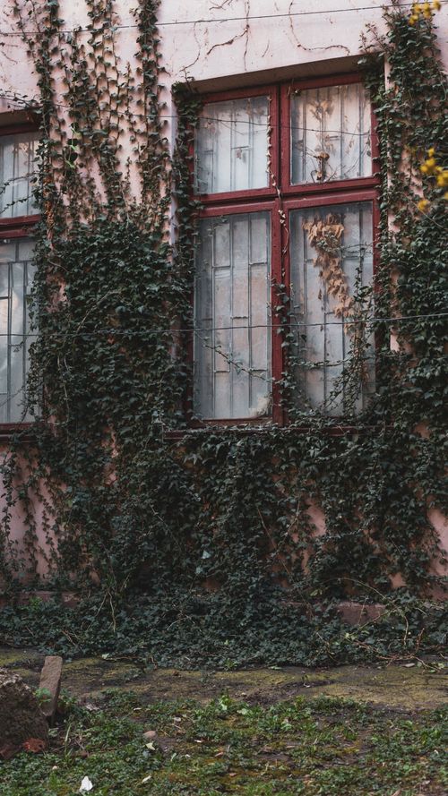 Free A rustic window covered in lush ivy vines, capturing the charm of urban decay in Chernivtsi, Ukraine. Stock Photo