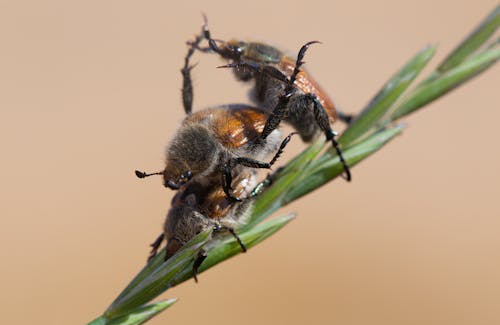 Close-up of Beetles
