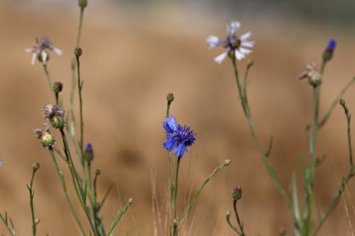 Foto profissional grátis de beleza natural, cornflower, fechar-se