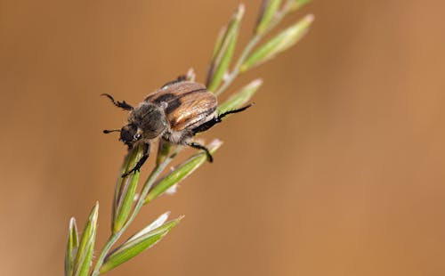 Close-up of a Beetle 