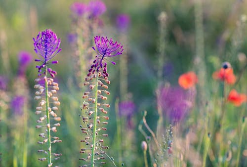 Darmowe zdjęcie z galerii z fioletowy, kwiaty, łąka